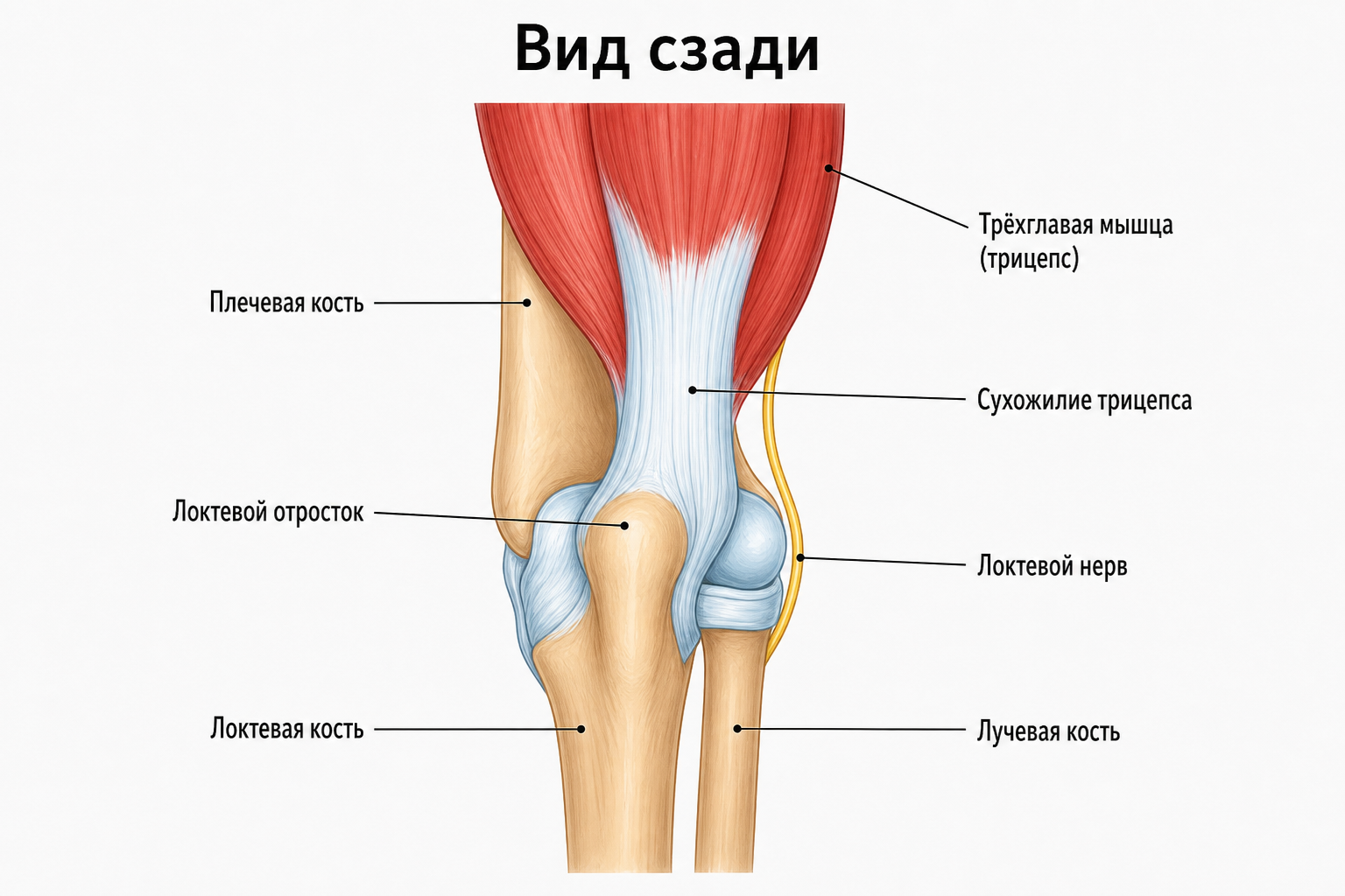 Локтевой сустав — вид сзади