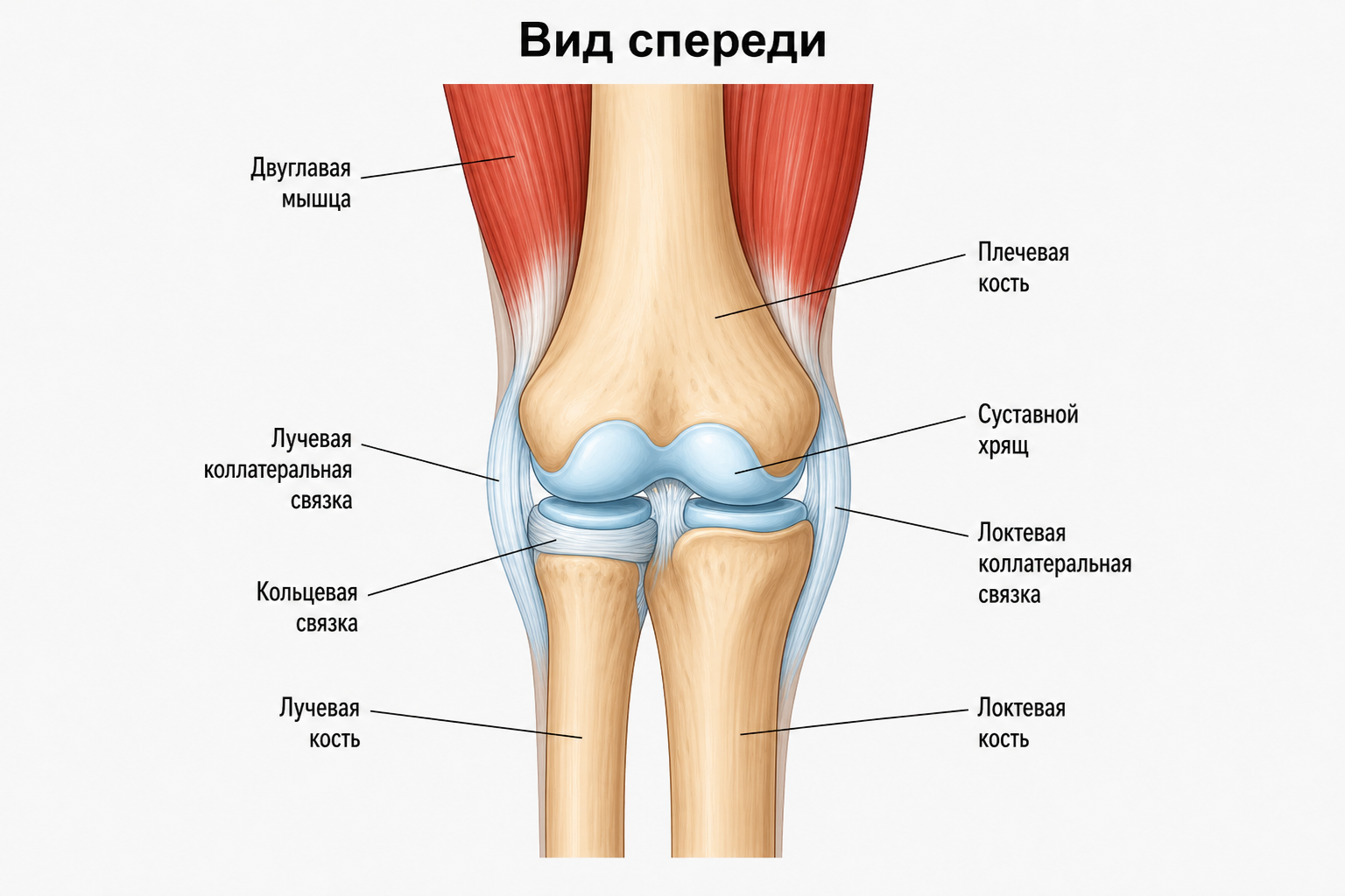 Локтевой сустав — вид спереди