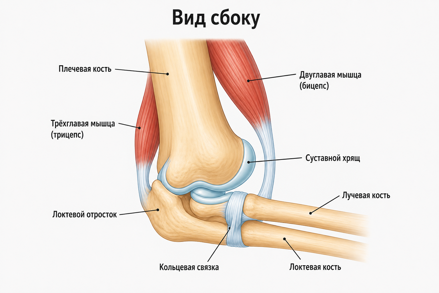 Локтевой сустав — вид сбоку